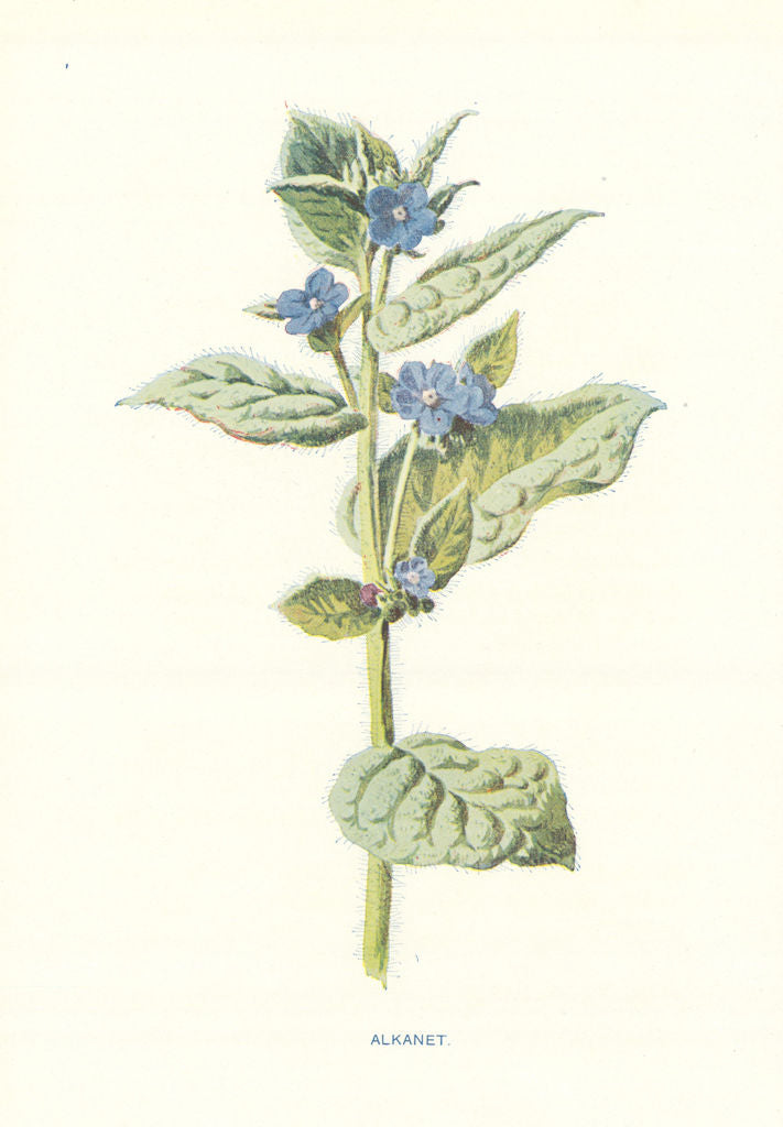 Alkanet. Wild Flowers by Frederick Edward Hulme c1895 old antique print